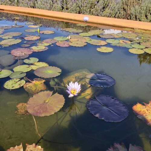 self-care through the seasons: a guide by Halfanjas