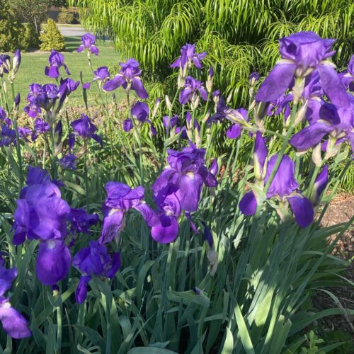 Plant, planting, planted…