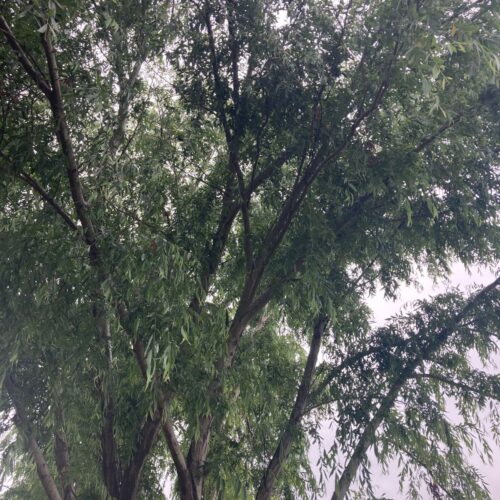 Reflection at the End of the Year: A Time for Insight and Growth