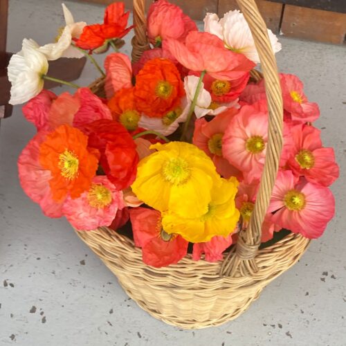 The Healing Power of Gardening